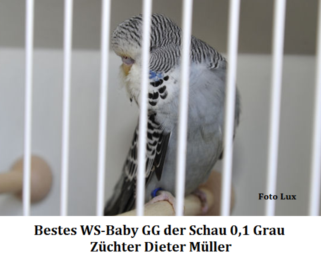 16. Zuechtertr. 004.png